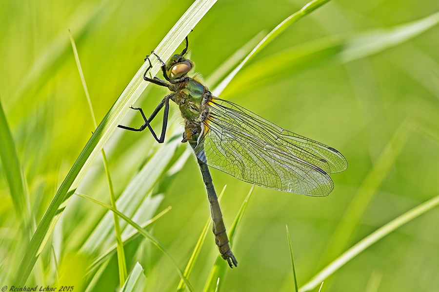 Frische Falkenlibelle