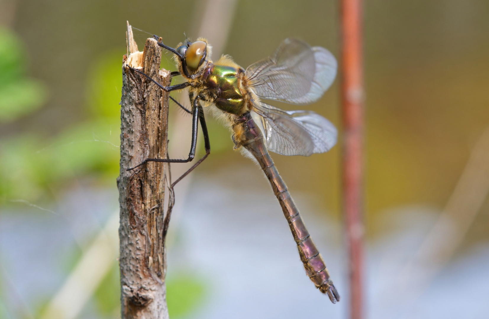 frische Falkenlibelle