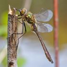 frische Falkenlibelle