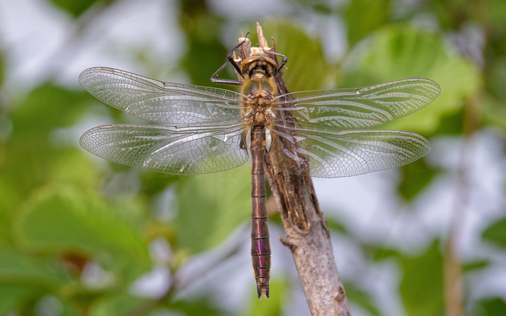 frische Falkenlibelle