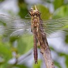 frische Falkenlibelle