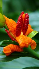frische Farben der Natur