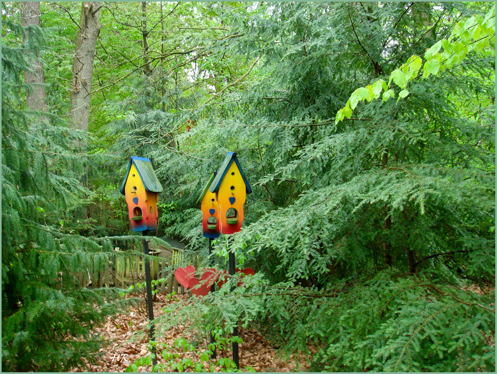 Frische Farben im grünen Nadelwald.