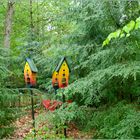 Frische Farben im grünen Nadelwald.