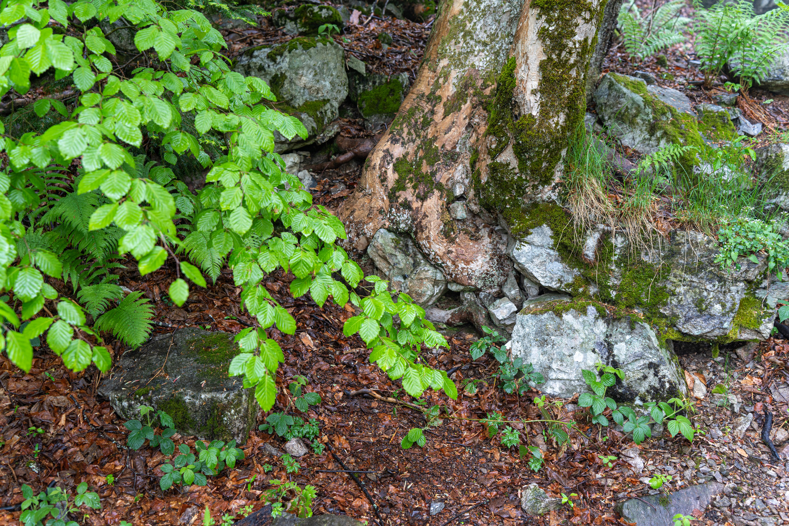 frische Farben nach dem Regen