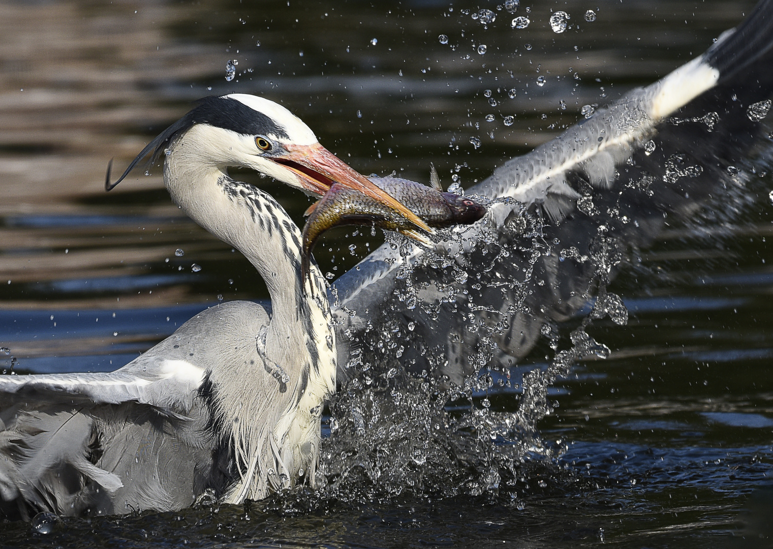 frische Fische...