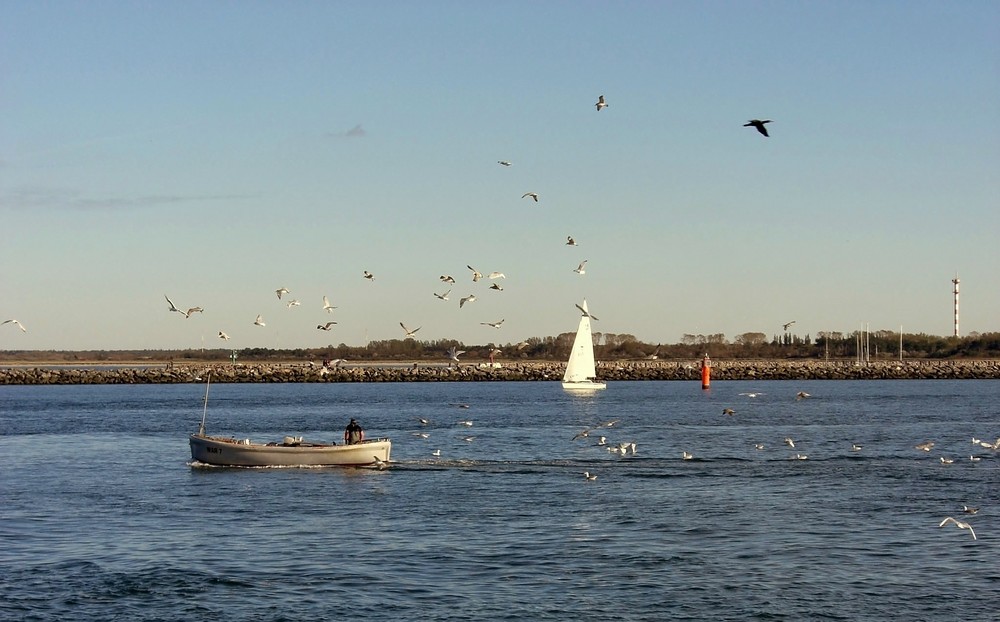 Frische Fische auf dem Fischerboot