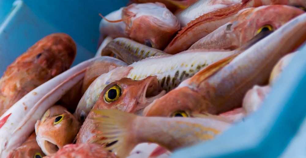 Mallorca Fische Mallorca Fische