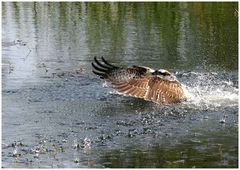 Frische Fische fischt Fischadler