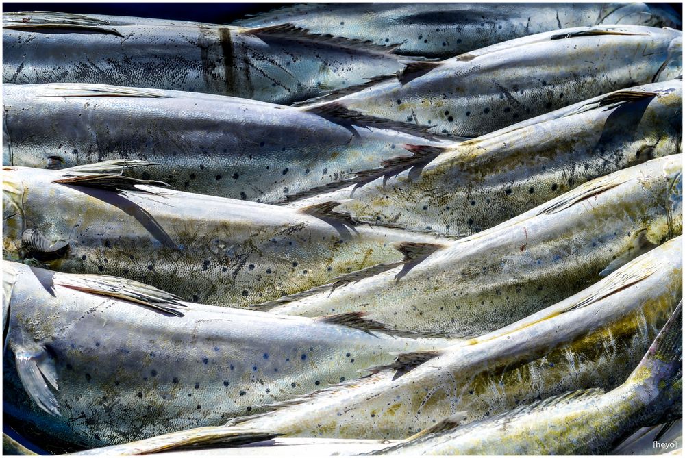 Frische Fische fischt Fischers Fritz... Foto & Bild | stillleben, food ...