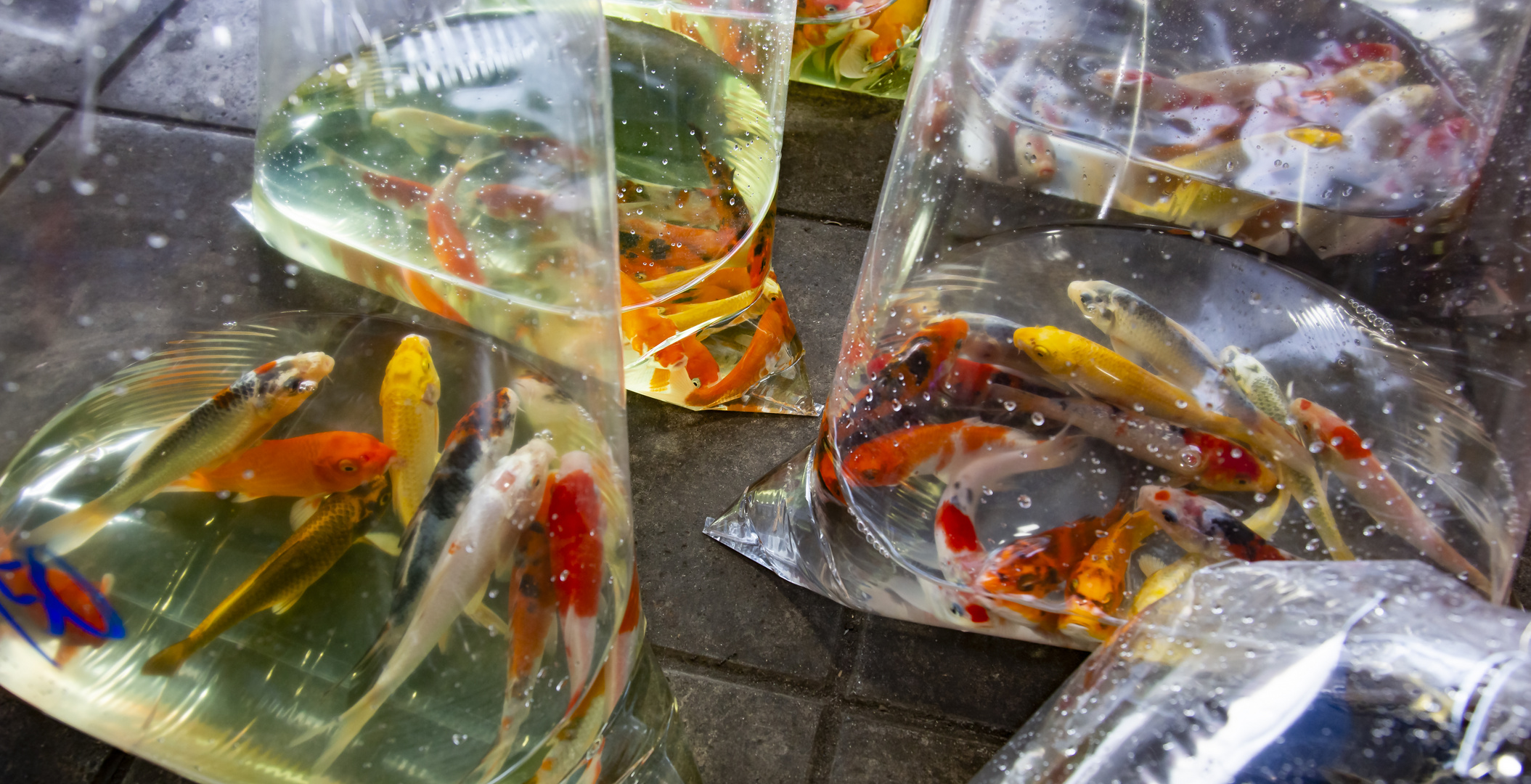 Frische Fische in Bangkok