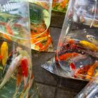 Frische Fische in Bangkok
