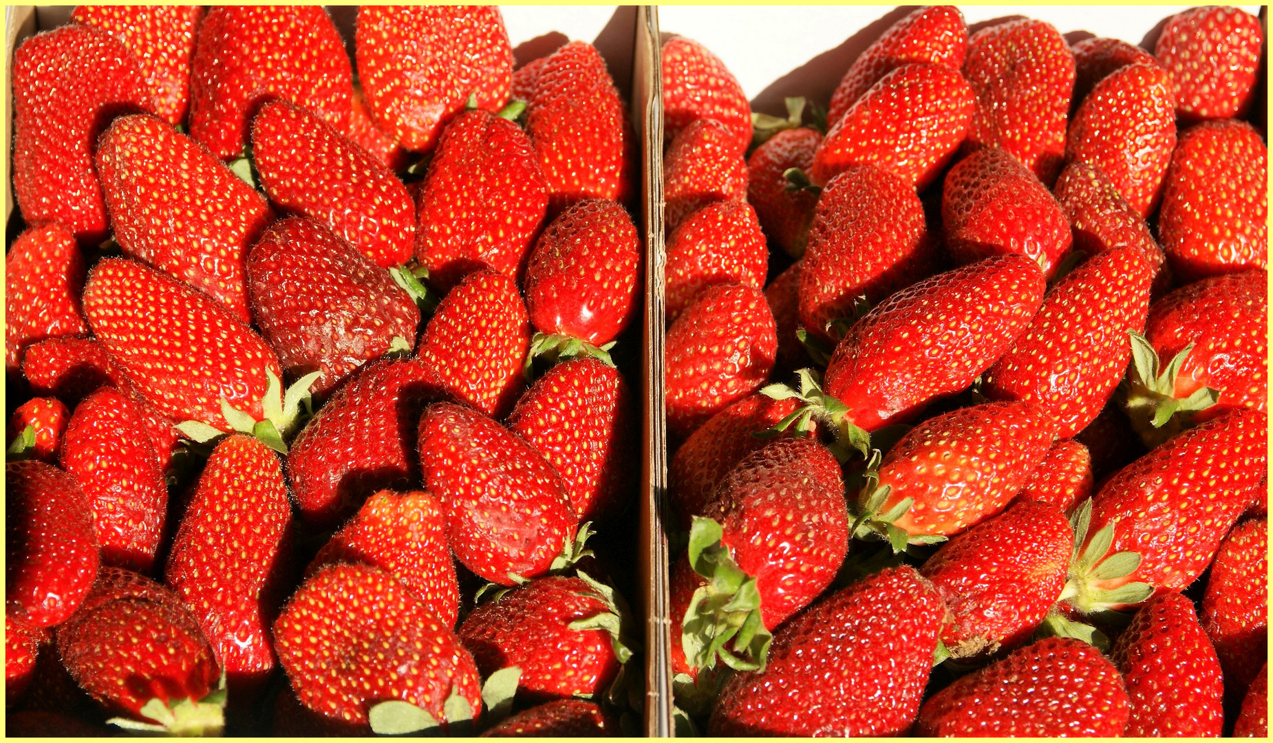 frische Freiland-Erdbeeren