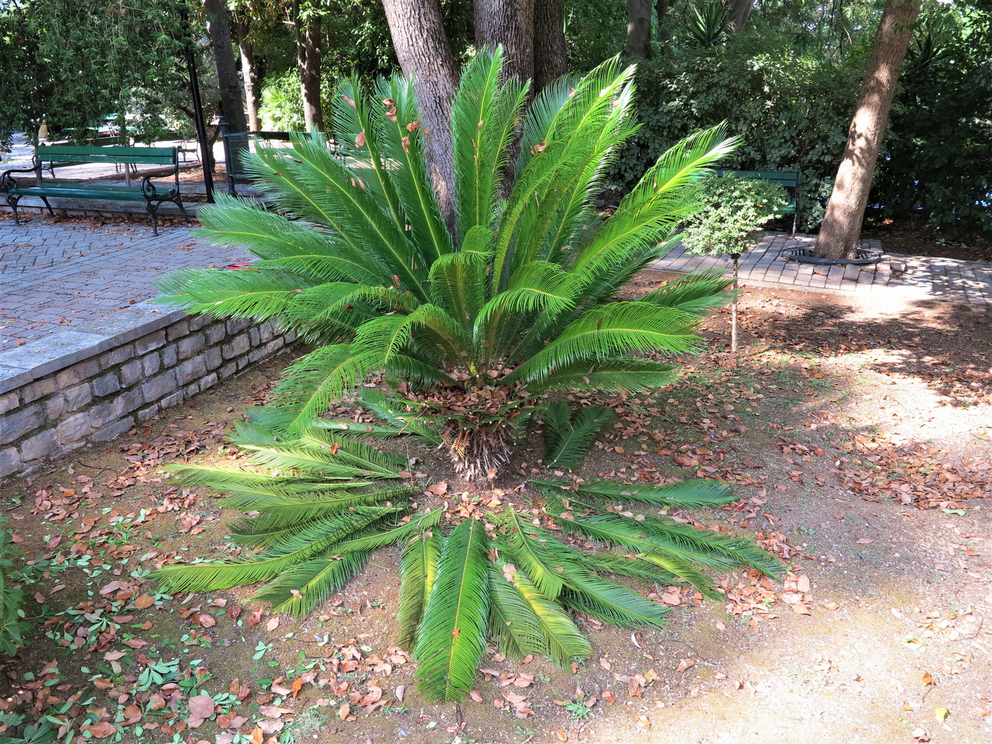 Frische frisur für Palmfarn