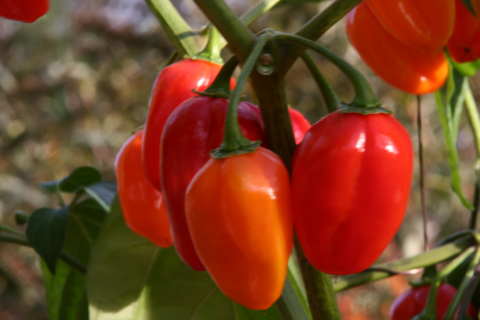 Frische Früchte einer Chilipflanze