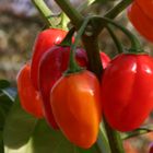 Frische Früchte einer Chilipflanze