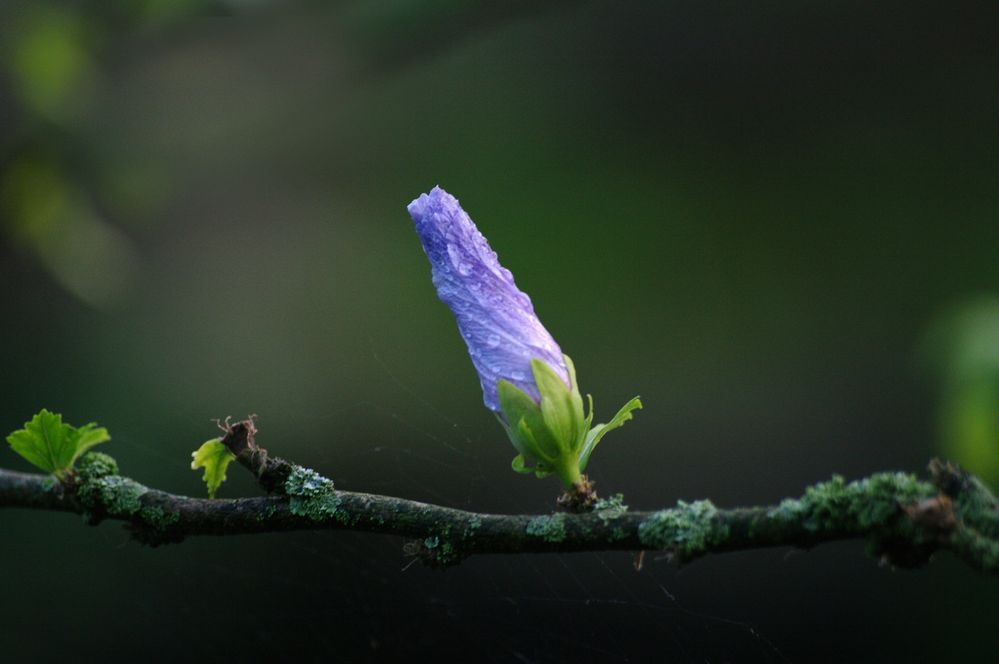 Frische-Frühlings-Blüte by Edmund Lichtenfels 