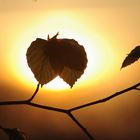 Frische Frühlingsblätter im Sonnenuntergang