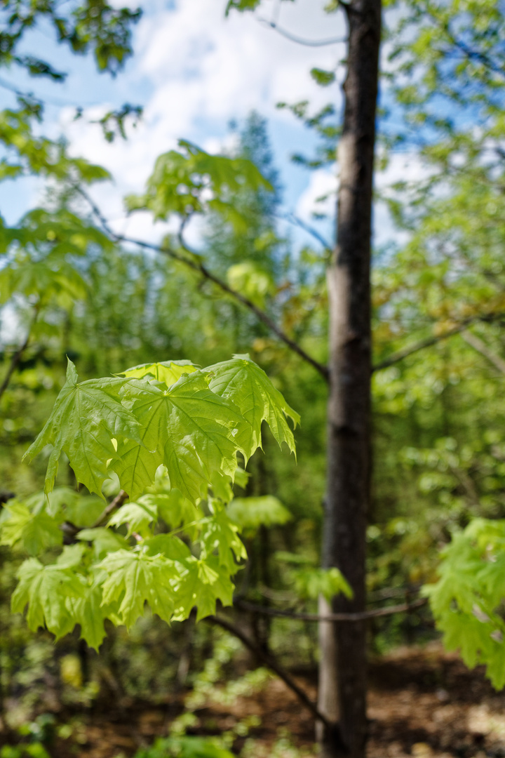 Frische frühlingsgrüne Ahornblätter