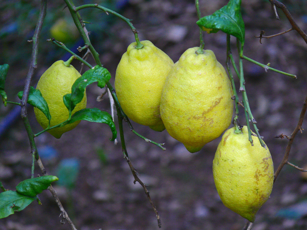 frische gelbe Zitronen.... warten auf den Sommer wieder.....