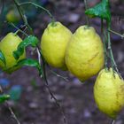 frische gelbe Zitronen.... warten auf den Sommer wieder.....