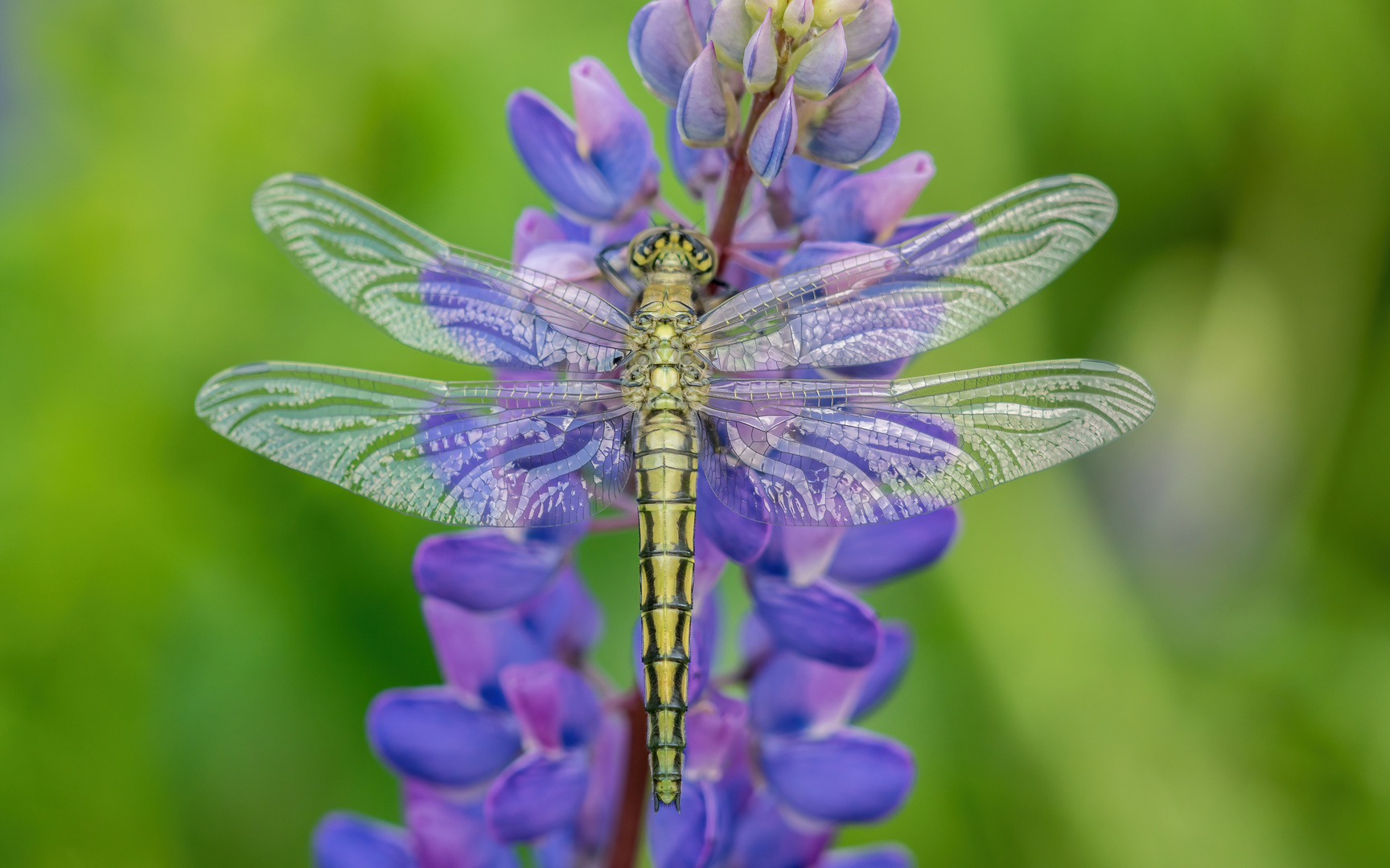 frische Große Blaupfeil auf Lupine