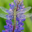 frische Große Blaupfeil auf Lupine