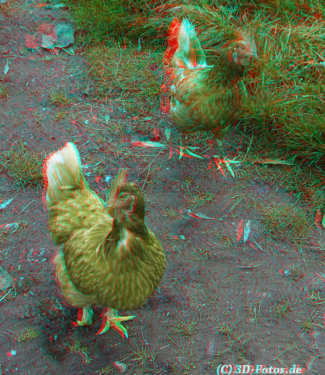 Frische Hähnchen :)) (3D-Anaglyphe)