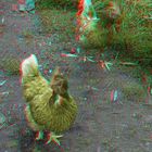 Frische Hähnchen :)) (3D-Anaglyphe)