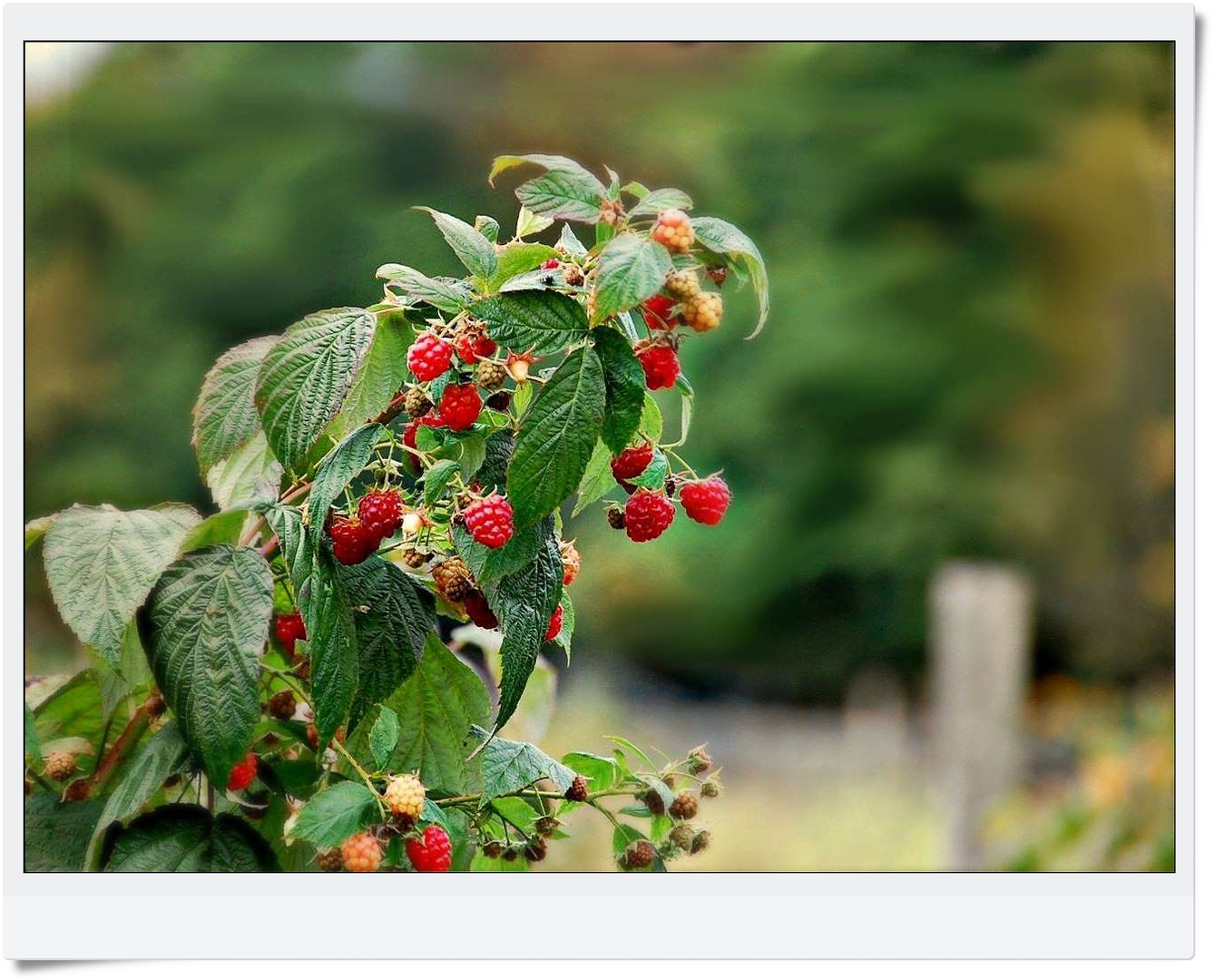 frische Himbeeren