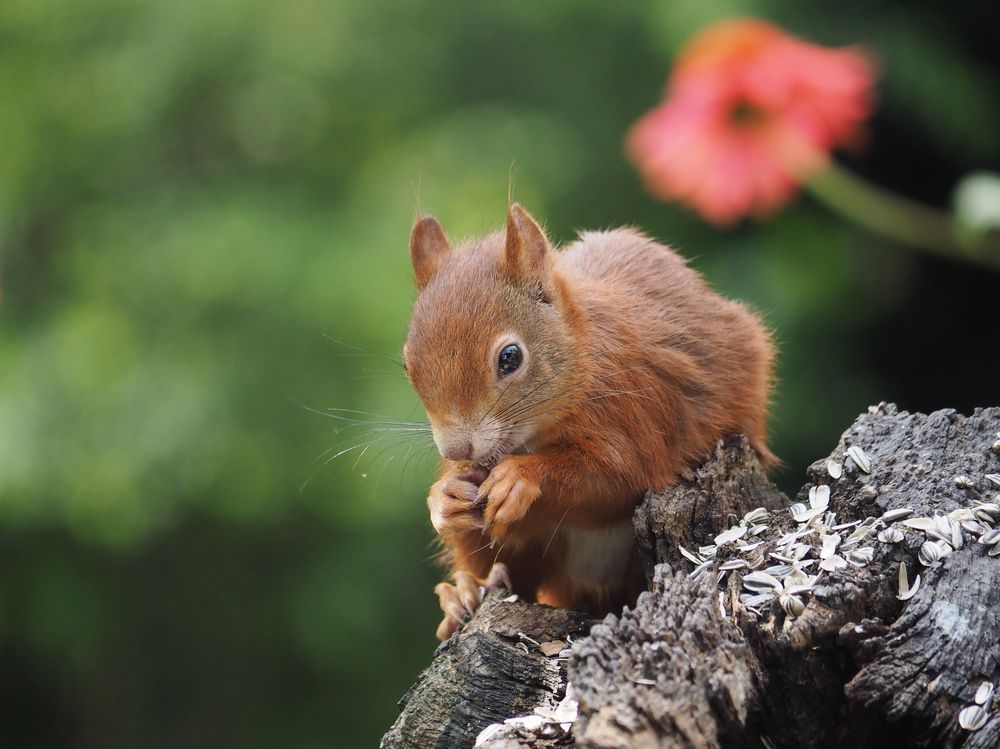 "Frische Hörnchen " zum Frühstück.....