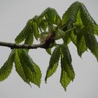 Frische Kastanienblätter