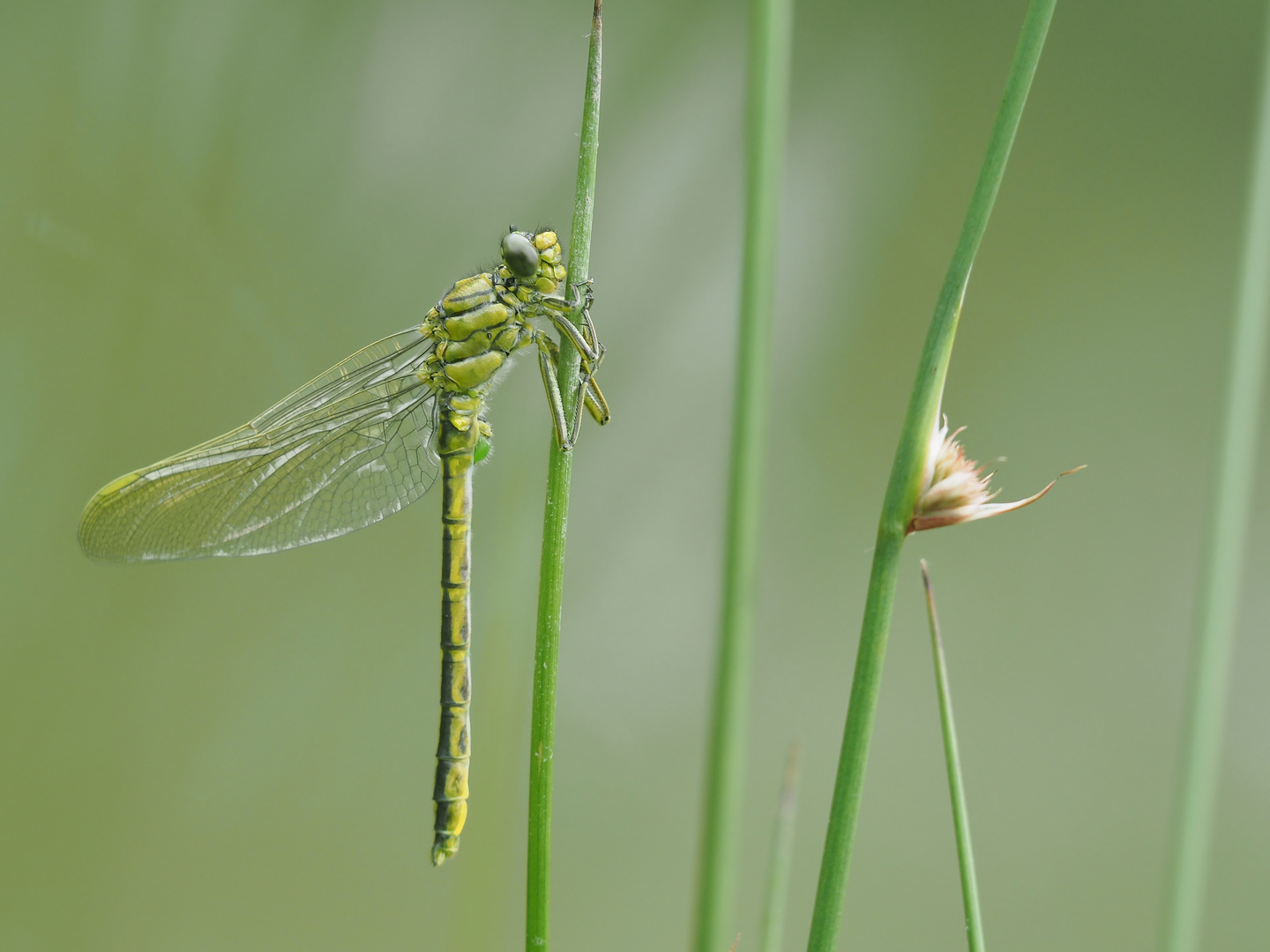 Frische Keiljungfer.....