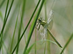 Frische Keiljungfer