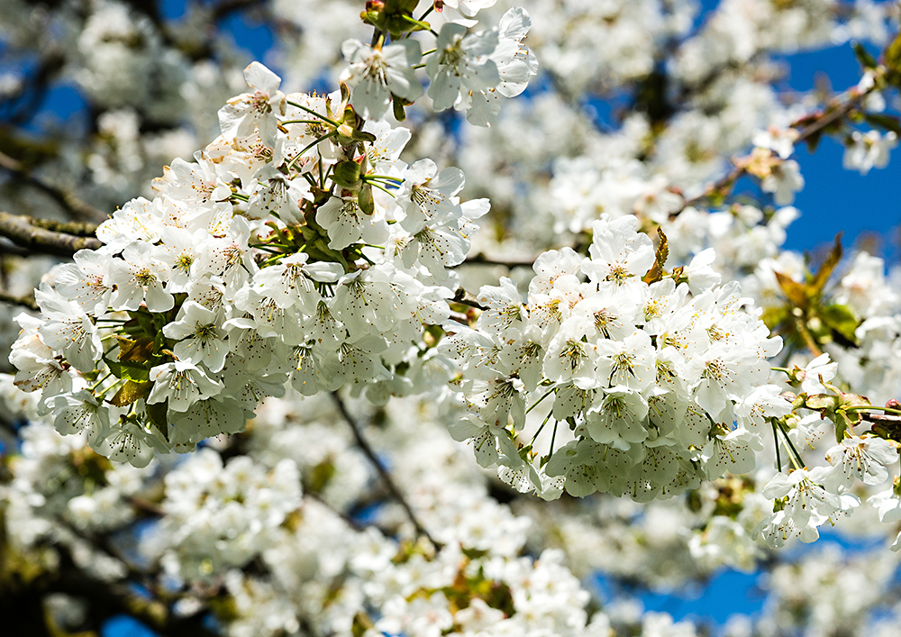 Frische Kirschblüten