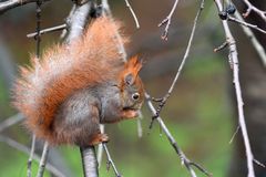 "frische" Kirschen im Winter