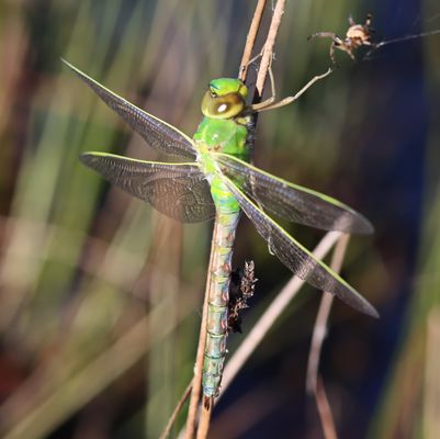 frische Königslibelle...
