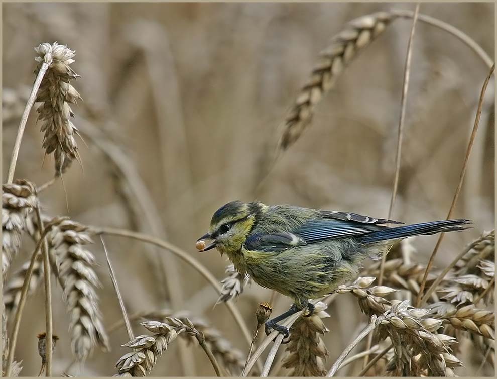 Frische Körner zum Frühstück ... Foto &amp; Bild | tiere, wildlife, wild ...