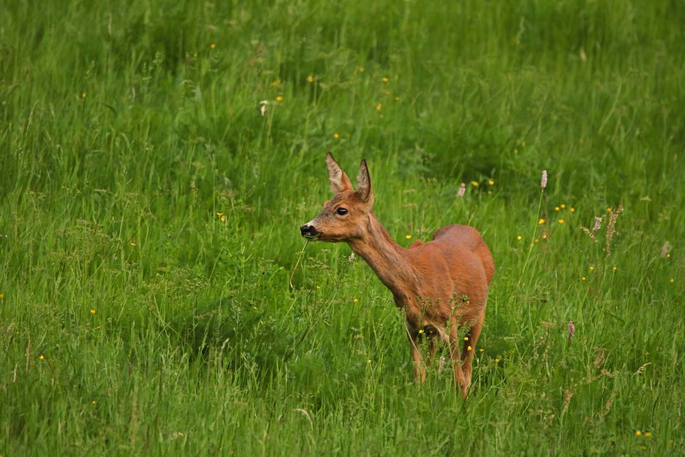 Frische Kräuter