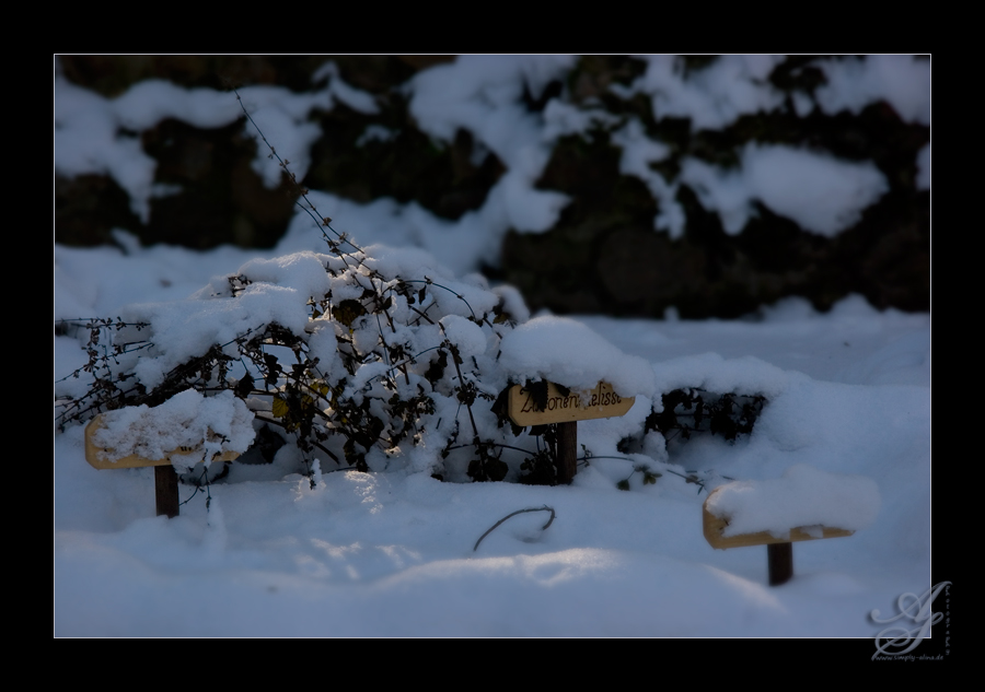 Frische Kräuter - Mr. Winter