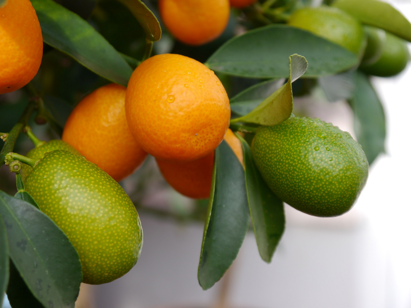 Frische Kumquats