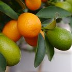 Frische Kumquats