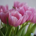 frische, leichte Tulpen
