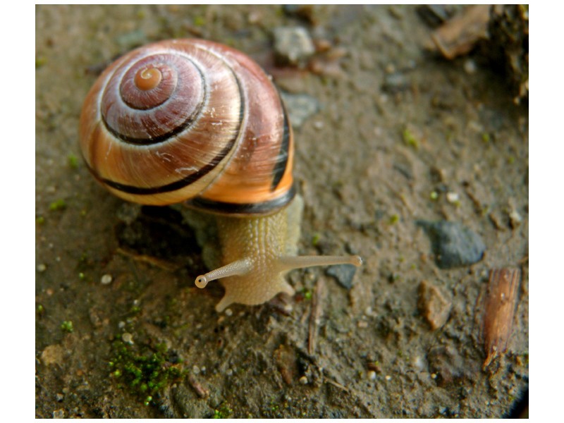 Frische Luft schnuppern