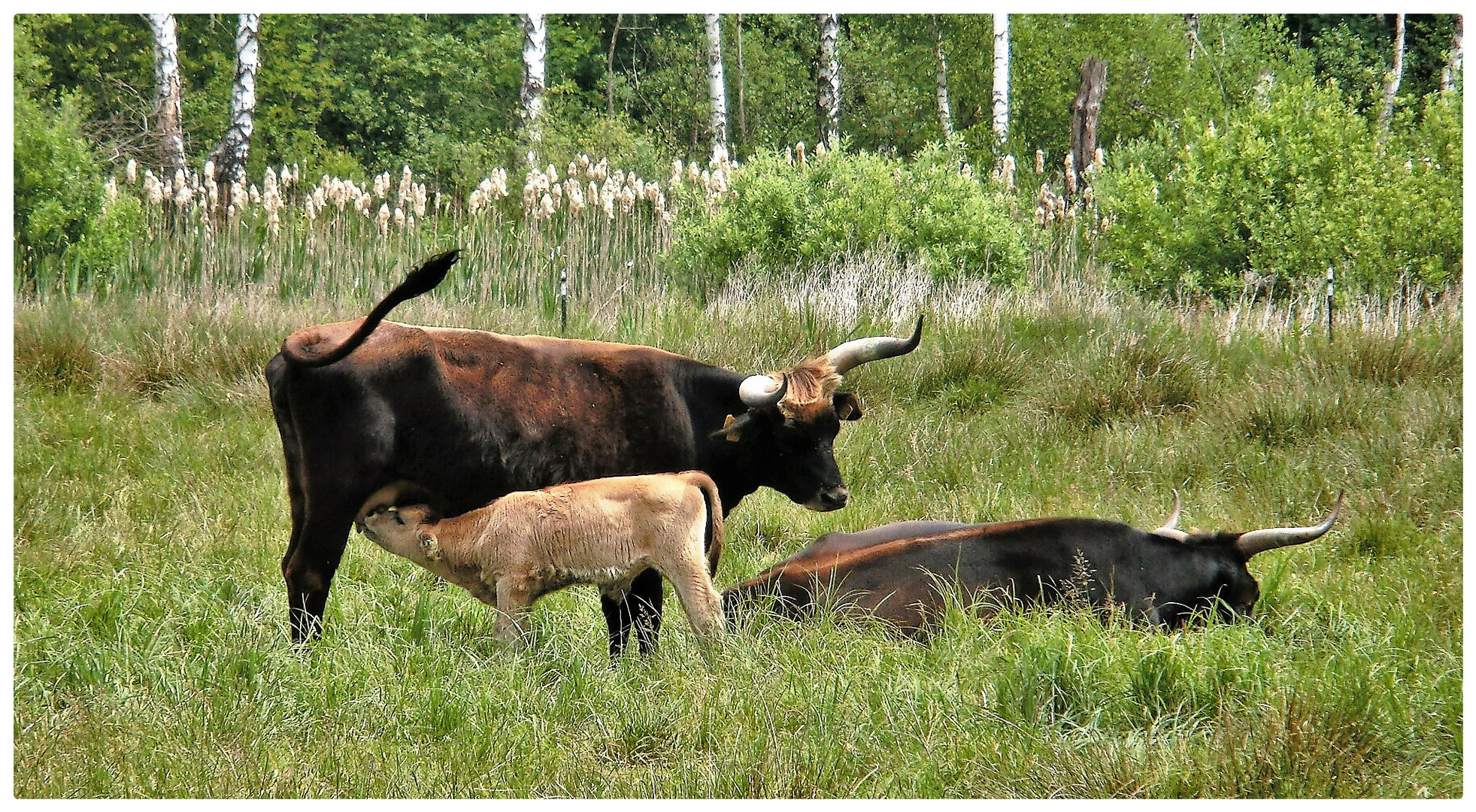 Frische Milch