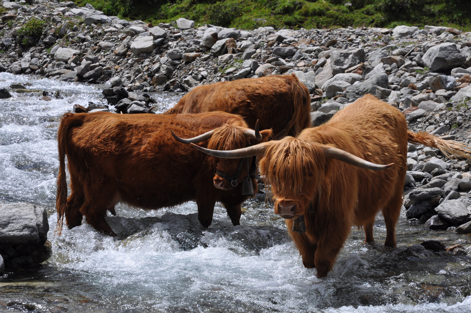 Frische Milch