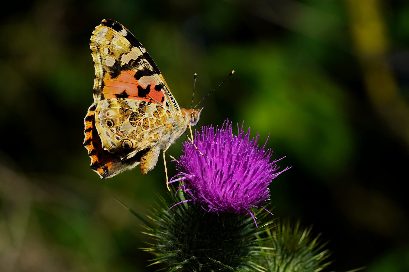 frische Nahrung