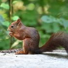 Frische Nüsschen fürs Hörnchen