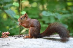 Frische Nüsschen fürs Hörnchen