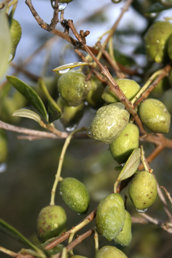 Frische Olive gefällig?